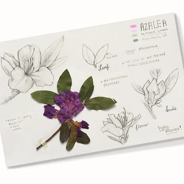 Nature Sketching with Julia Moore