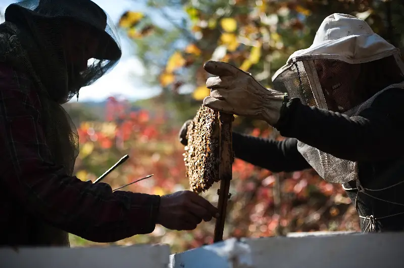 people working with a bee frame filled with bees