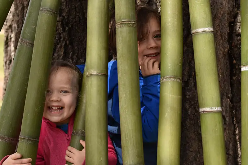 kids playing behind bamboo