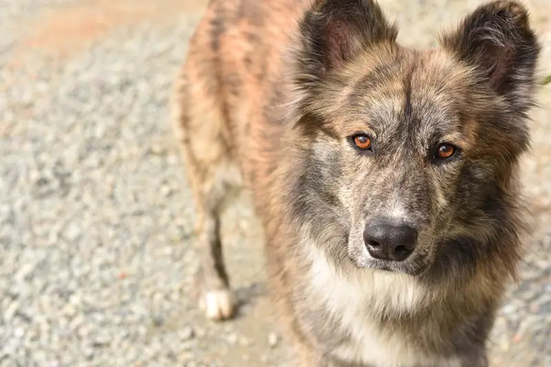 a dog